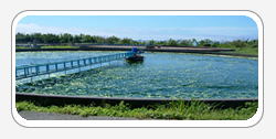 Chlorella Alge