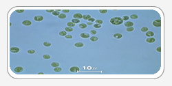 Chlorella Alge