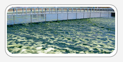Chlorella Alge