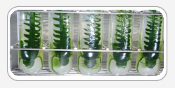 Chlorella Alge
